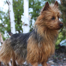 APK Australian Terrier Puzzle