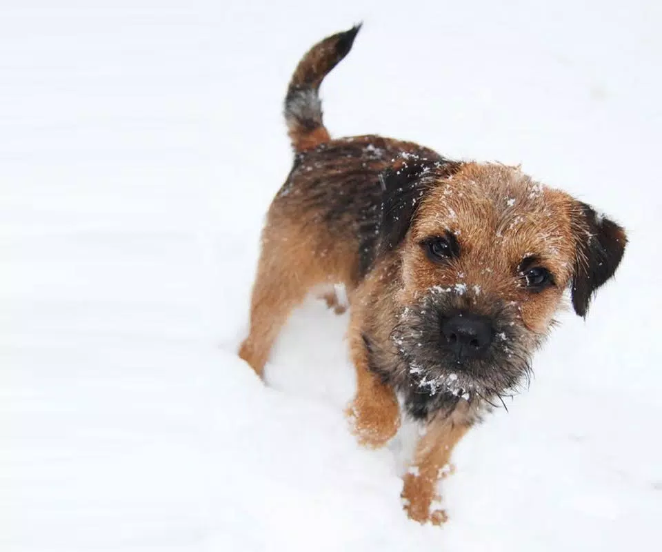 Border Terrier Jigsaw Puzzle APK for Android Download