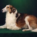 APK Borzoi Jigsaw Puzzle