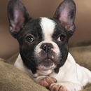 Terrier Jigsaw Boston enigma APK