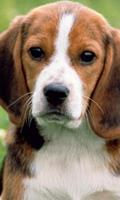 Beagle Jigsaw Puzzle Affiche