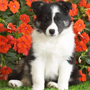 Bearded Collie Jigsaw Puzzle APK