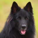 APK Sheepdog belga Puzzle