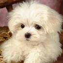 APK Bichon Frise Jigsaw Puzzle