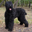 Black Russian Terriers Puzzle