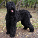 Black Russian Terriers Puzzle APK