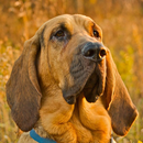 APK Bloodhound Jigsaw Puzzle
