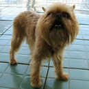 Brussels Griffon Jigsaw Puzzle APK