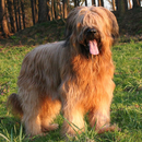 Briard Jigsaw Puzzle APK