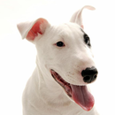 Bull terrier Jigsaw Puzzle APK