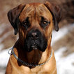 Bullmastiff Jigsaw Puzzle