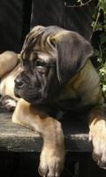 Bullmastiff Jigsaw Puzzle captura de pantalla 1