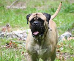 Bullmastiff Jigsaw Puzzle screenshot 2