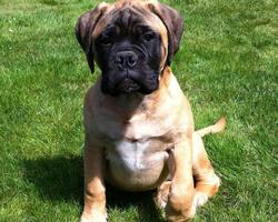 Bullmastiff Jigsaw Puzzle screenshot 3