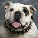 Bulldog Jigsaw Puzzle APK