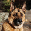 German Shepherds Jigsaw Puzzle APK