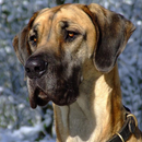 APK Great Dane Jigsaw Puzzle