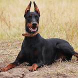 Doberman Pinschers Puzzle