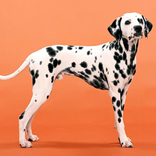 Dalmatian Jigsaw Puzzle