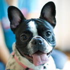 French Bulldogs Jigsaw Puzzle icon