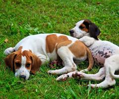 Chasse Hound Dog Jigsaw Puzzle capture d'écran 3