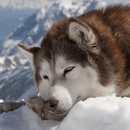 Huskies Jigsaw Puzzle APK