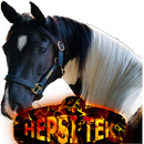 HEPSİ TEK APK
