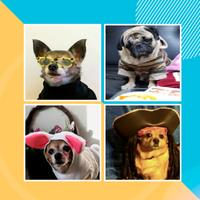 Dress Up Dogs - Dog Clothes Patterns Ideas capture d'écran 3