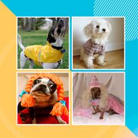 Dress Up Dogs - Dog Clothes Patterns Ideas Affiche