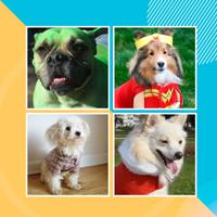 Dress Up Dogs - Dog Clothes Patterns Ideas capture d'écran 1