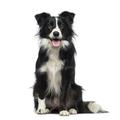 black and white dog