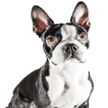 Boston Terrier dog