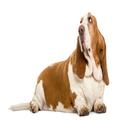 good dog