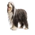 Bearded dog