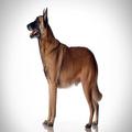 Belgian Malinois