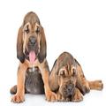 Bloodhound dogs