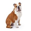 Bulldog dogs