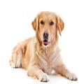 Golden Retriever dogs