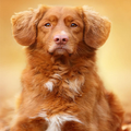 Dogs Wallpapers and Themes 4k Hd Dogs Wallpapers
