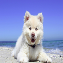 dogs wallpapers APK