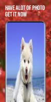 dogs wallpapers ポスター