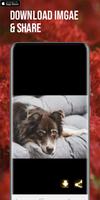 dogs wallpapers スクリーンショット 3