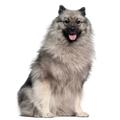 Keeshond dogs