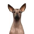 Mexican hairless dogs
