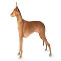 Pharaonic hound dogs