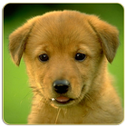 Dogs Memory Game Free-icoon