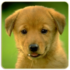 Dogs Memory Game Free আইকন