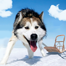 Alaskan Malamute Simulator APK