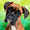 boxer dogs games boxer dogs games