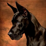 Doggensimulator der Deutschen Zeichen